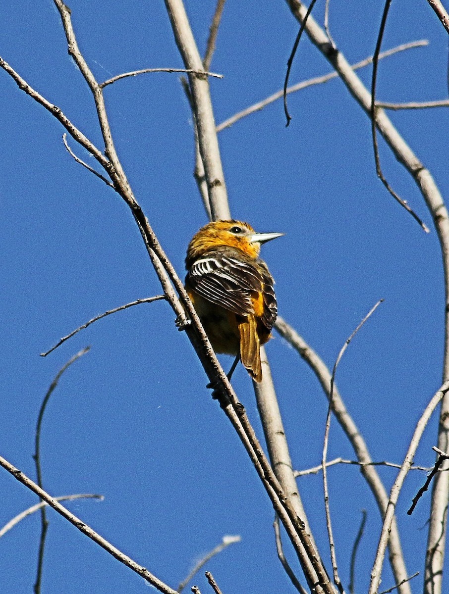 Baltimore Oriole - John  Cameron