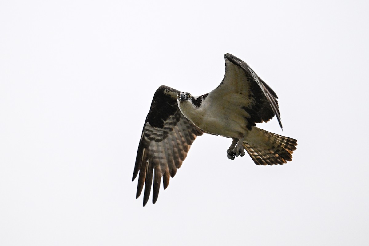 Osprey - ML620449470