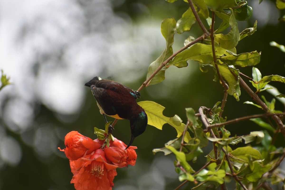 Purple-rumped Sunbird - ML620449484