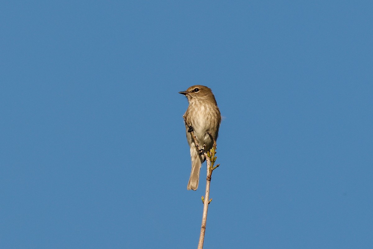 African Dusky Flycatcher - ML620449487