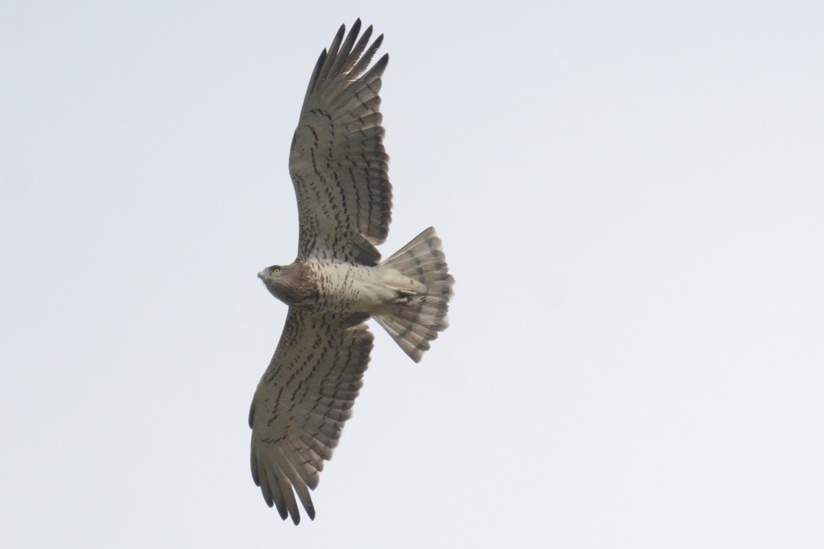 Short-toed Snake-Eagle - ML620449489