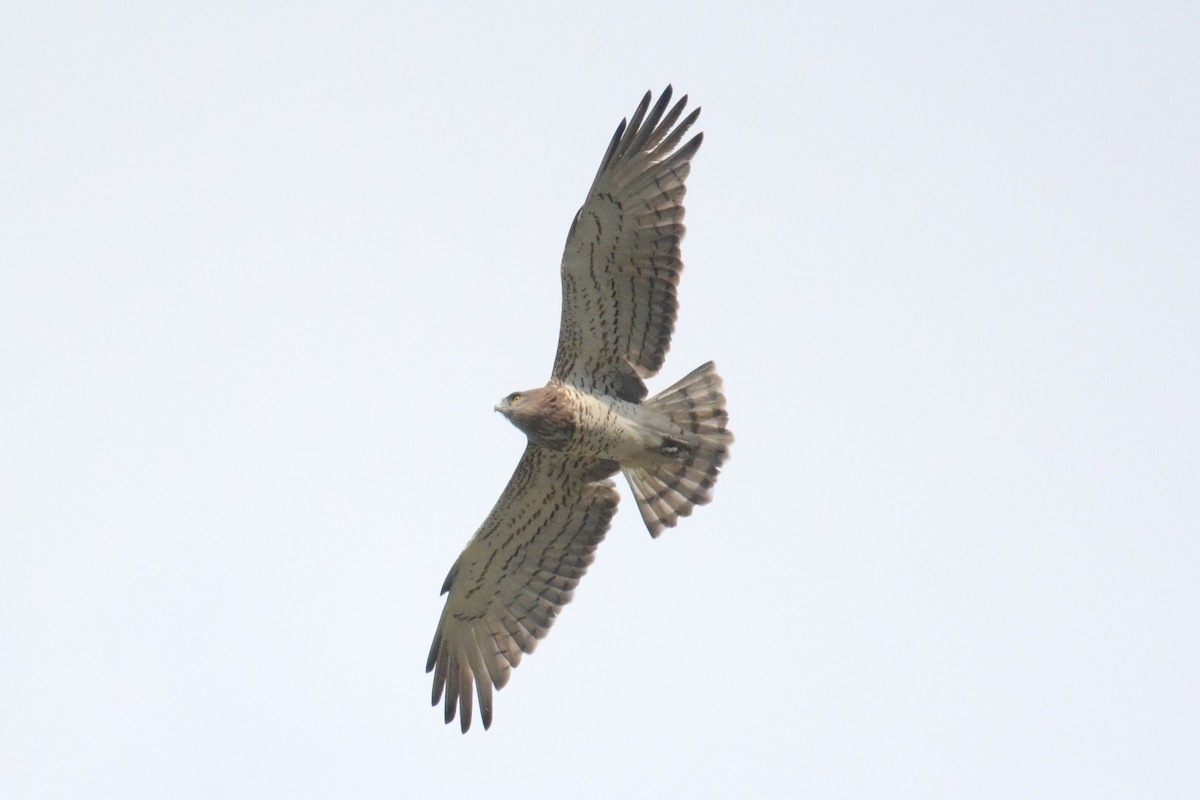 Short-toed Snake-Eagle - ML620449490