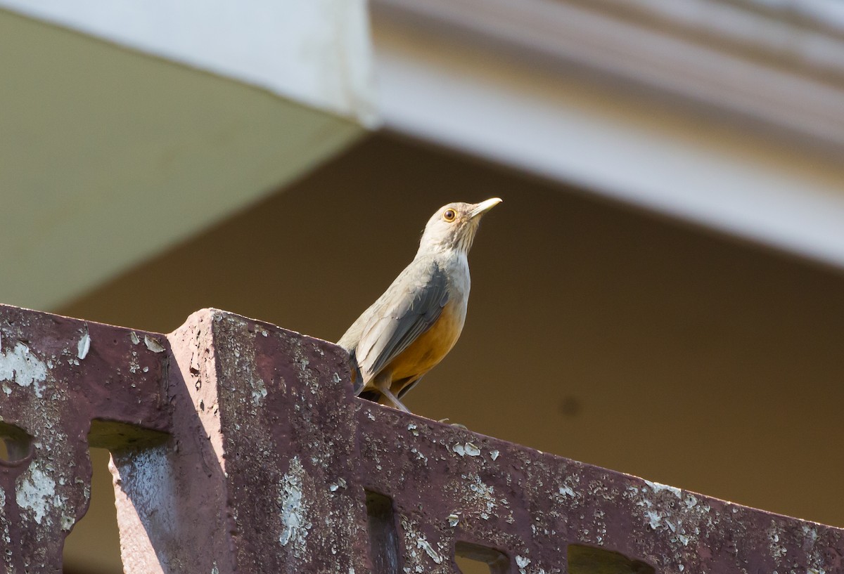 Rufous-bellied Thrush - ML620449492