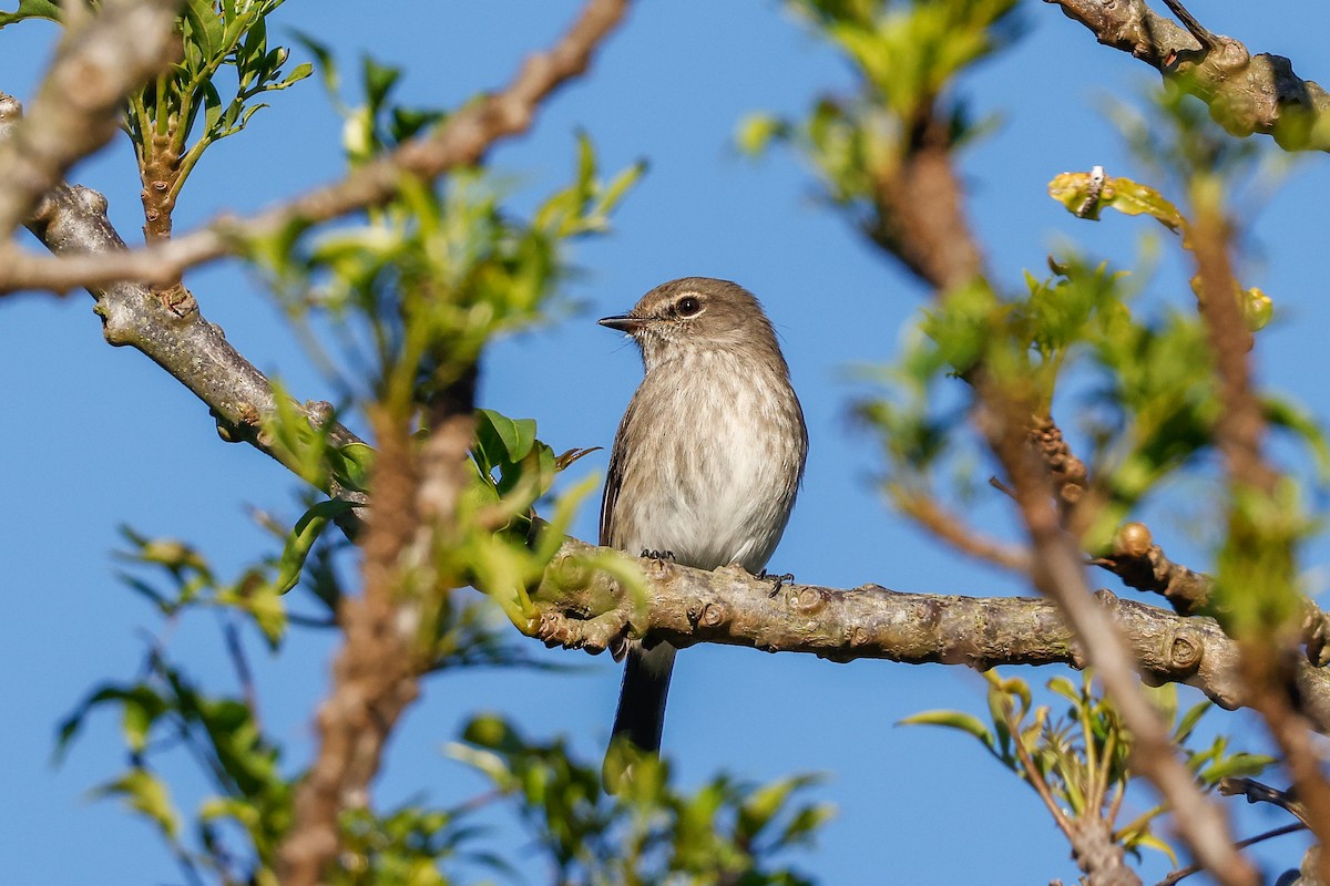 African Dusky Flycatcher - ML620449494