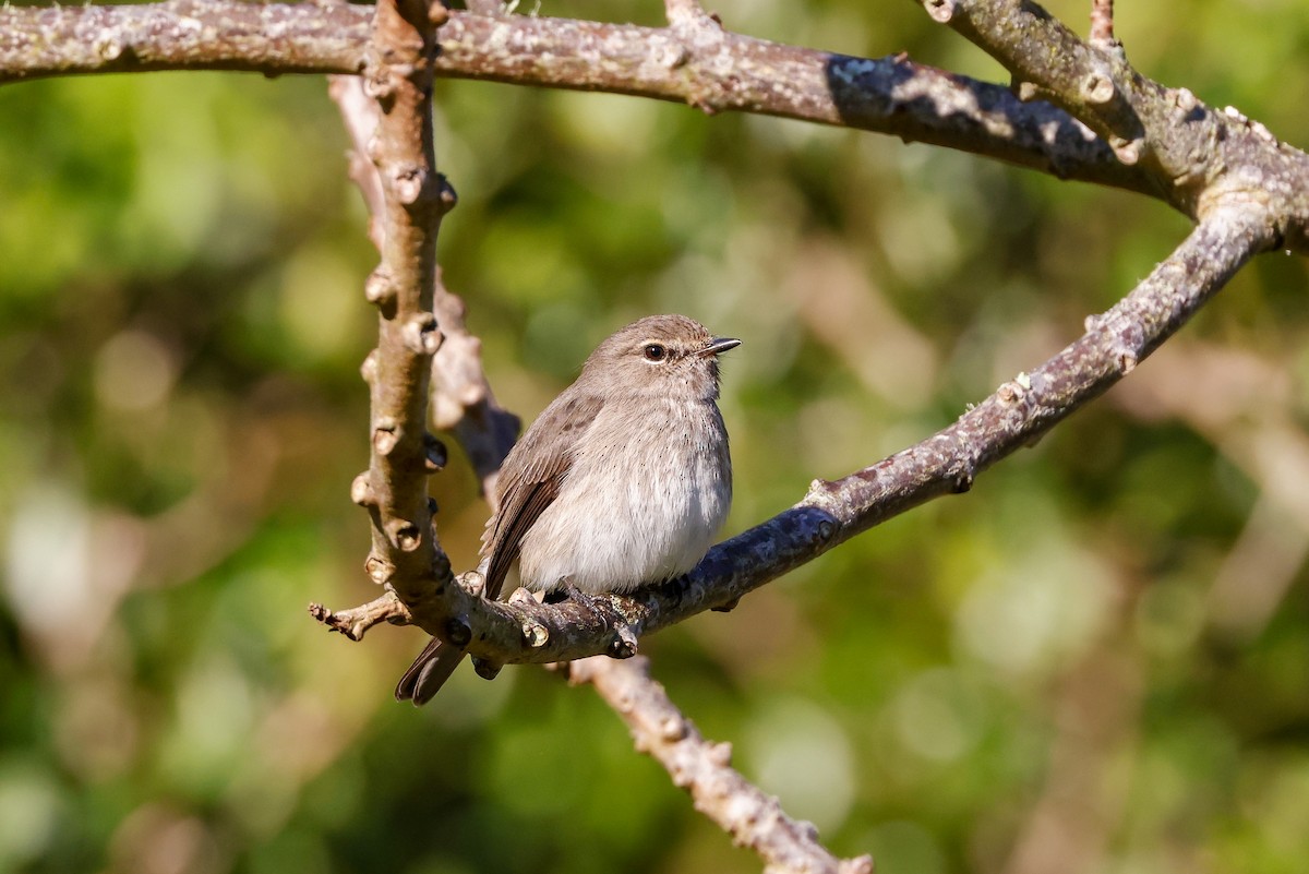 African Dusky Flycatcher - ML620449496