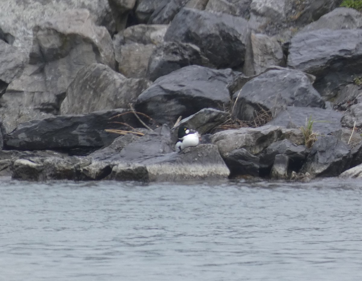 Common Goldeneye - ML620449502