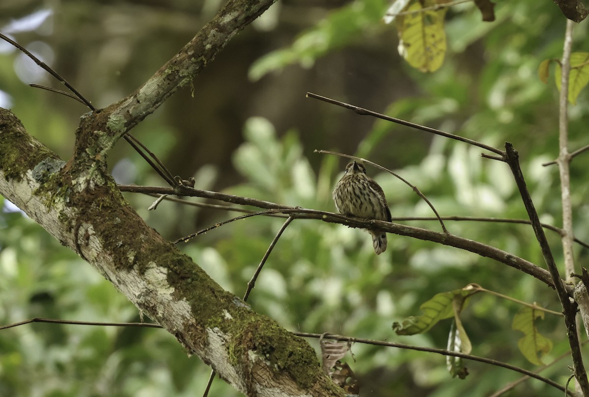 Lanceolated Monklet - ML620449504