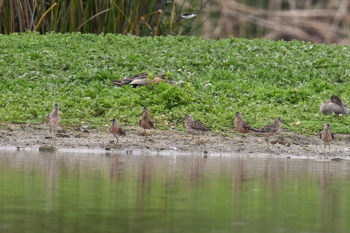 Long-billed Dowitcher - ML620449507