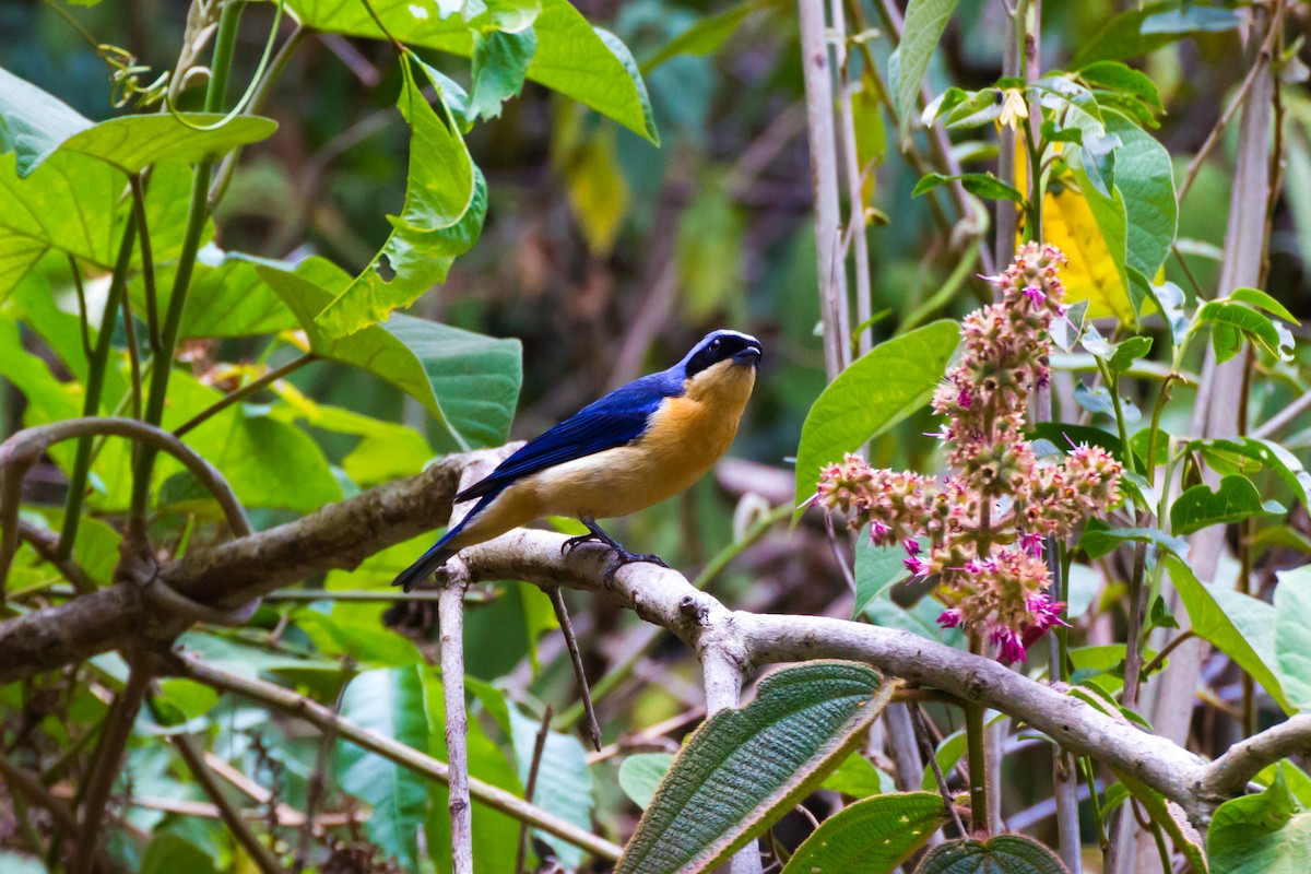 Fawn-breasted Tanager - ML620449512