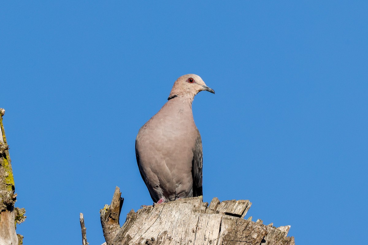 Red-eyed Dove - ML620449514