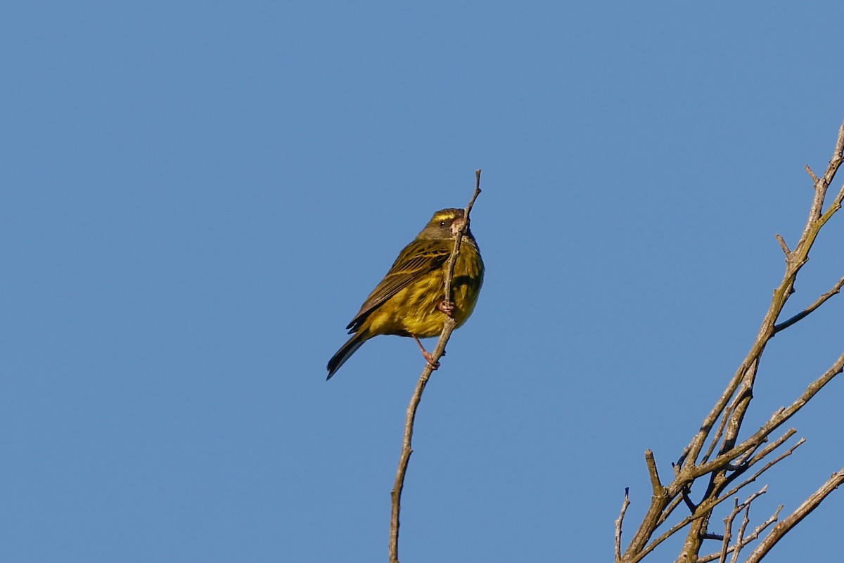 Forest Canary - ML620449524