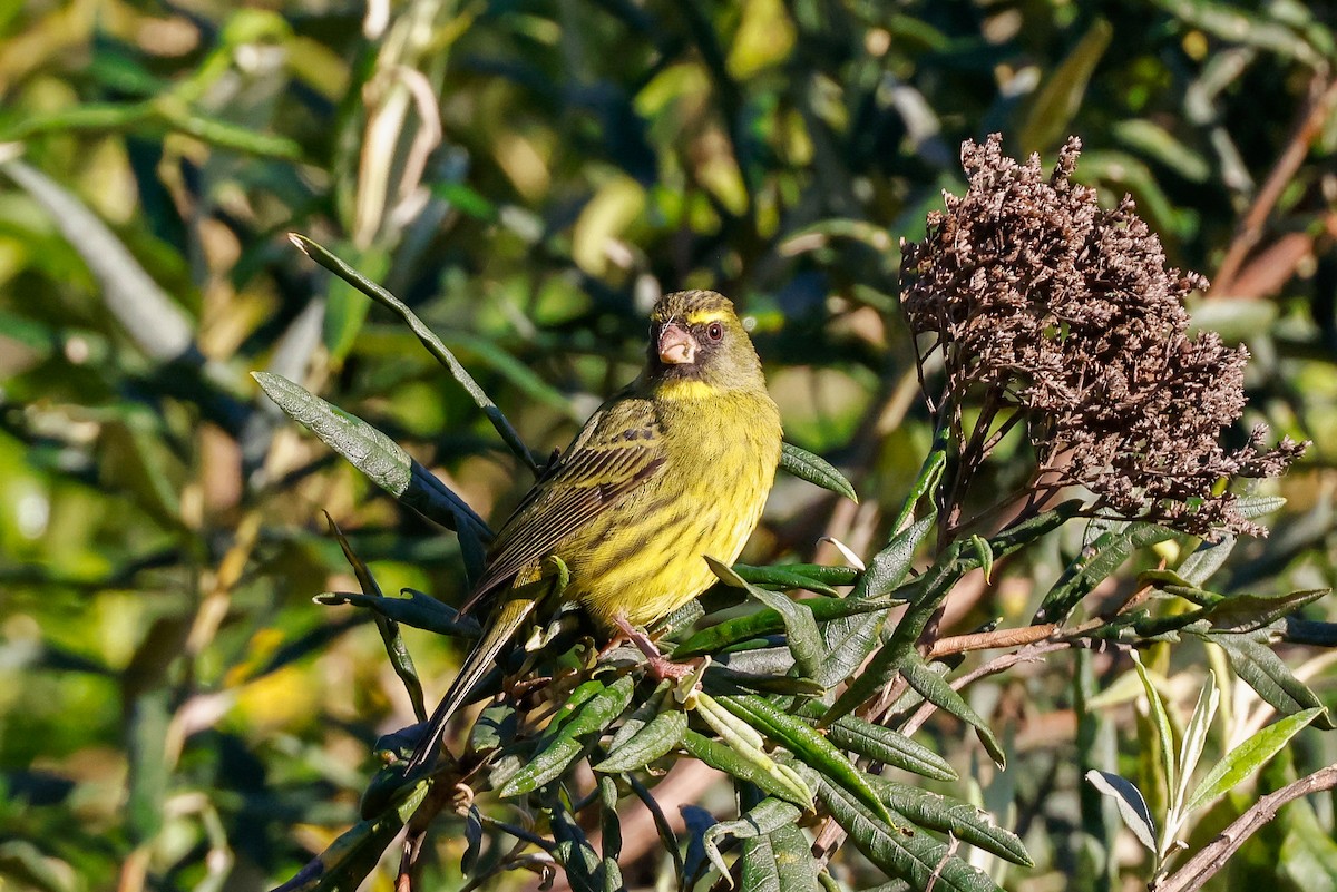 Forest Canary - ML620449525