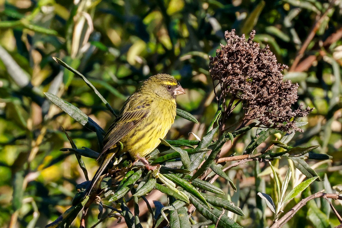 Forest Canary - ML620449526