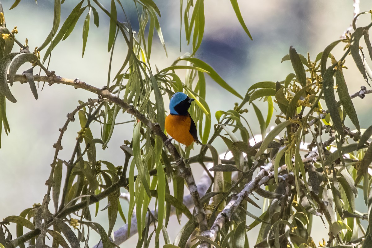 Elegant Euphonia - ML620449538