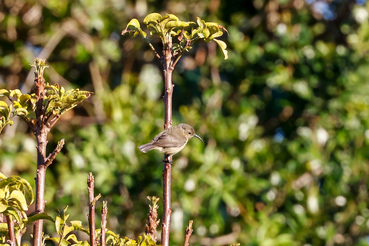 Mouse-colored Sunbird - ML620449539