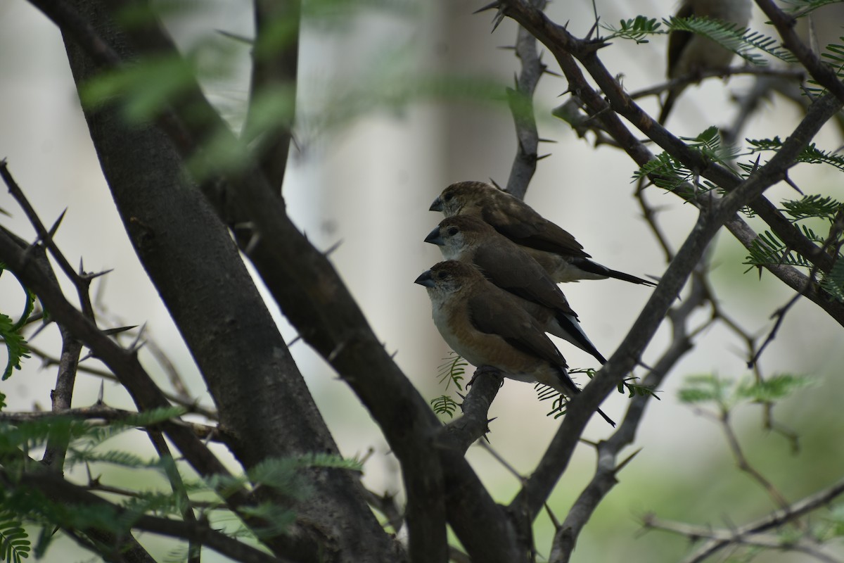 Indian Silverbill - ML620449550