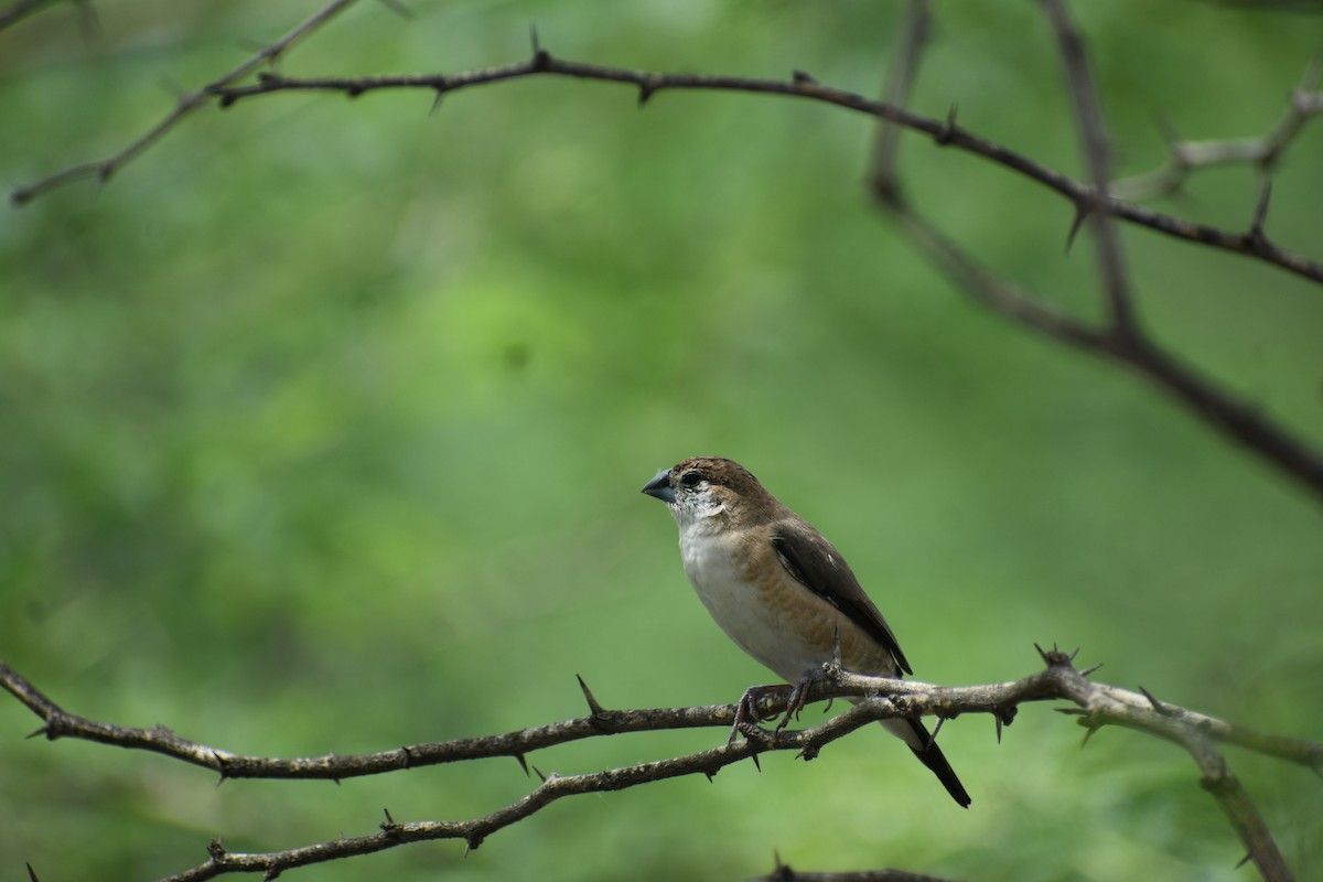 Indian Silverbill - ML620449552