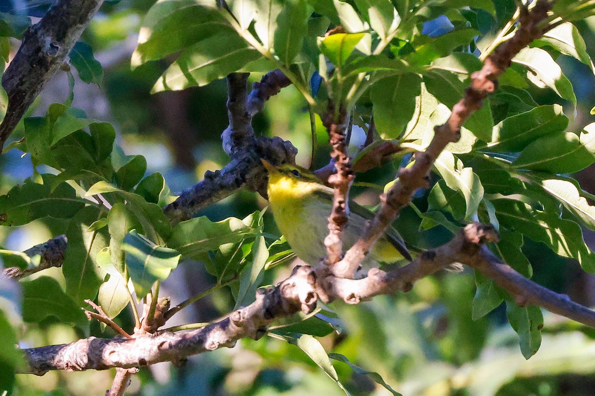 Yellow-throated Woodland-Warbler - ML620449555