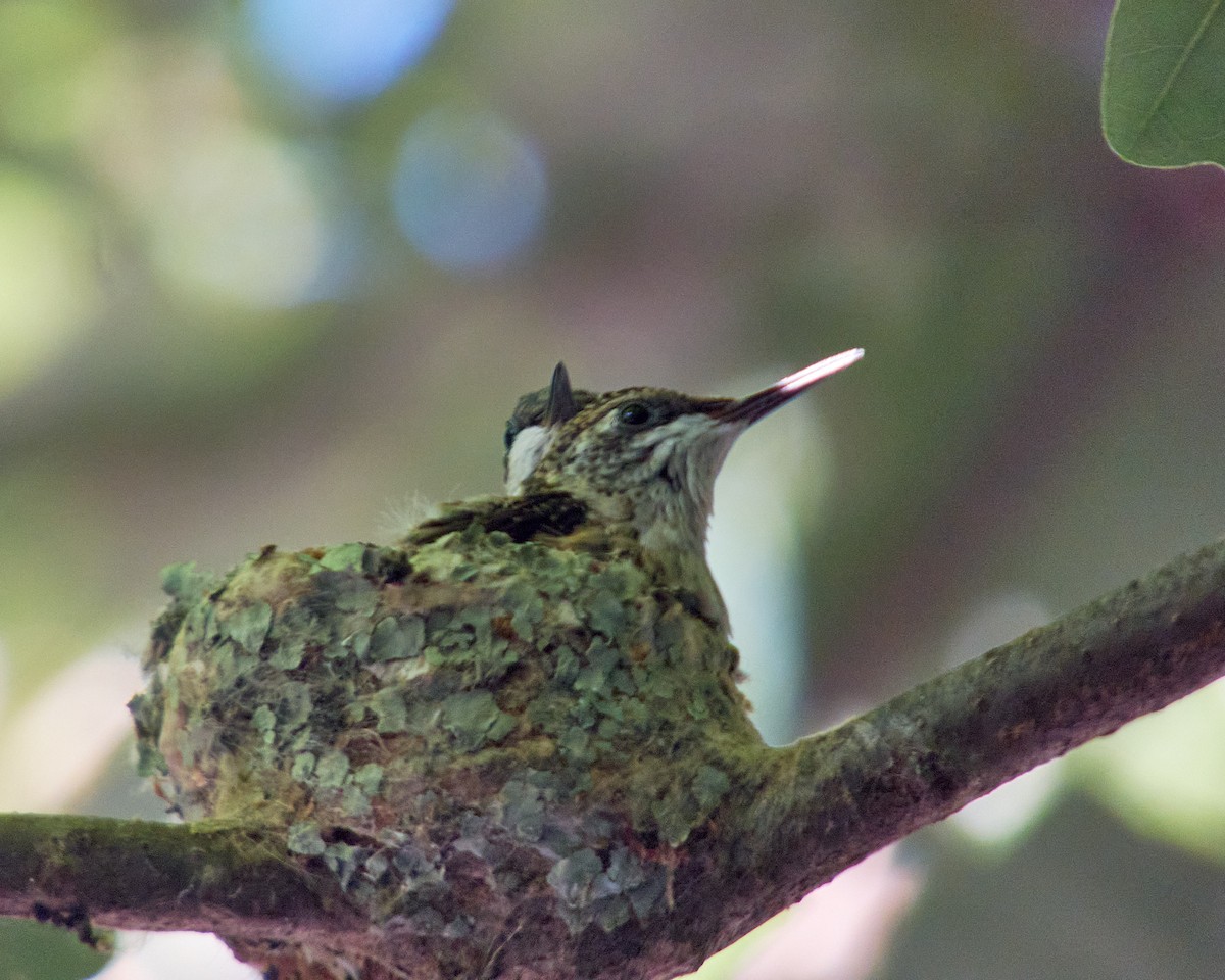 Colibrí Gorjirrubí - ML620449561