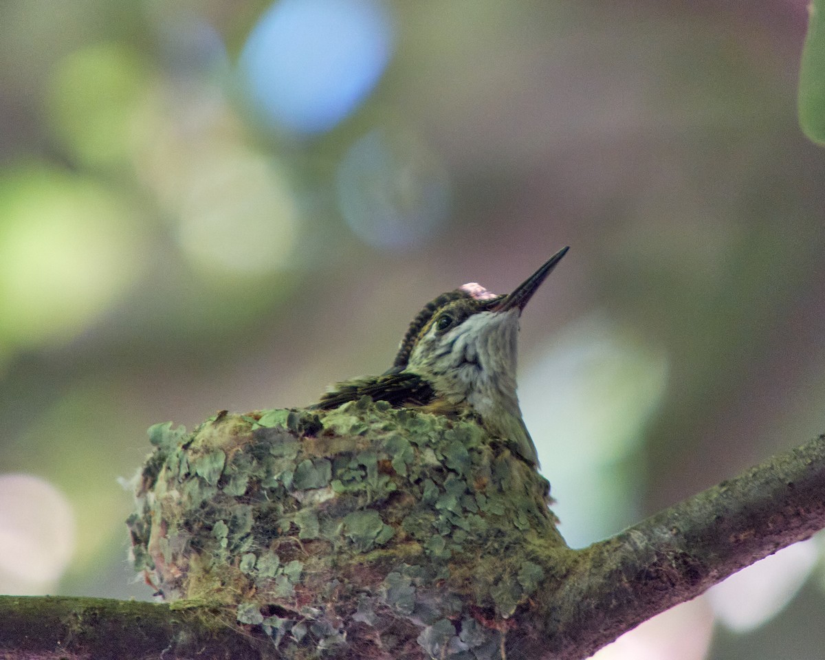 Colibrí Gorjirrubí - ML620449562