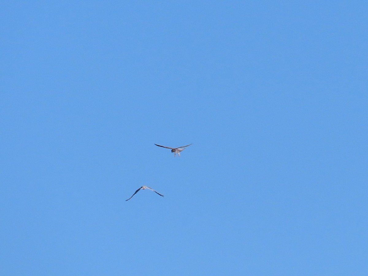 White-tailed Kite - Sharon Rasmussen