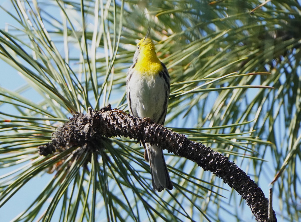 Grace's Warbler - ML620449582