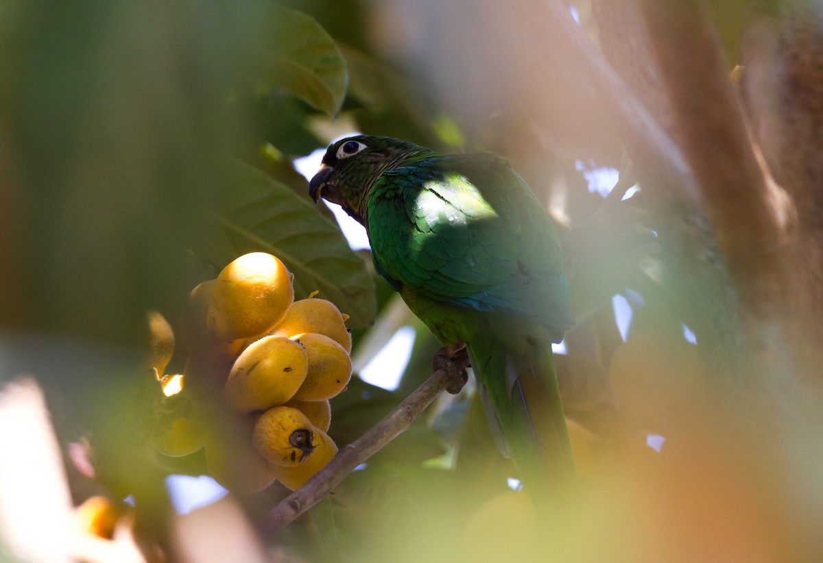 Maroon-bellied Parakeet - ML620449593