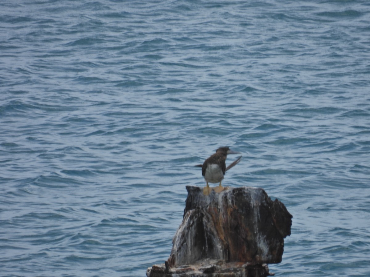 Brown Booby - ML620449597