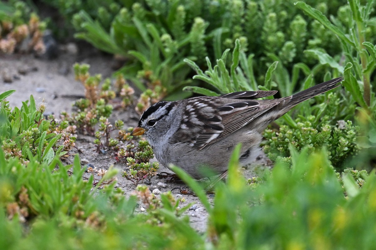 White-crowned Sparrow - ML620449598