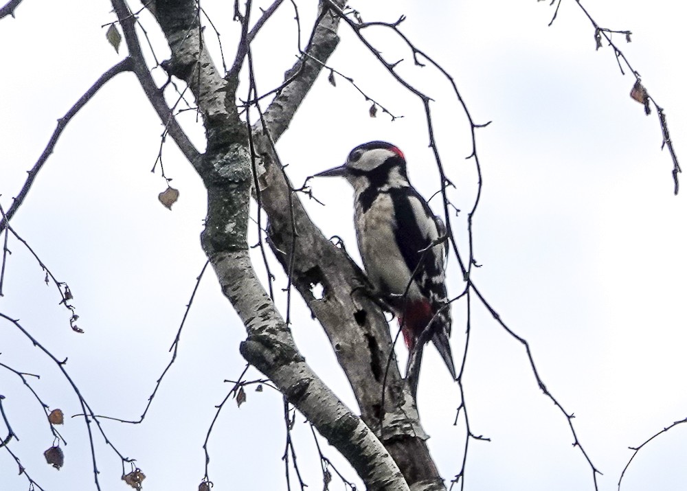 Great Spotted Woodpecker - ML620449600