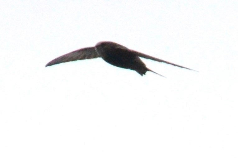 Pallid Swift - ML620449602