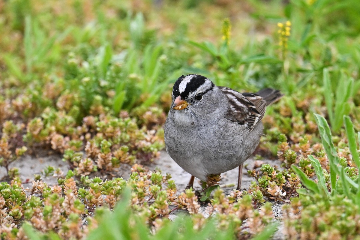 White-crowned Sparrow - ML620449606