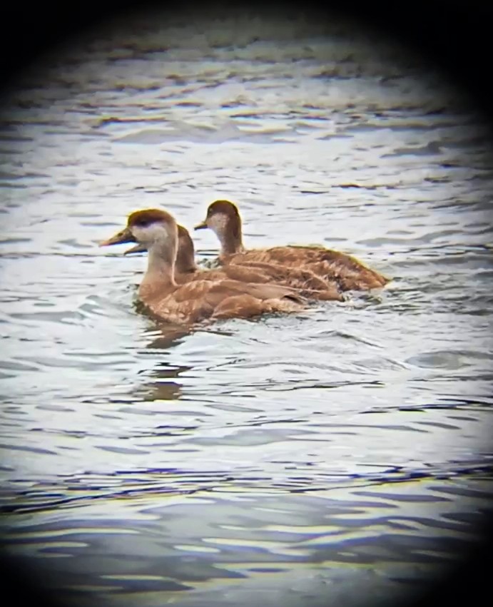 Red-crested Pochard - ML620449608