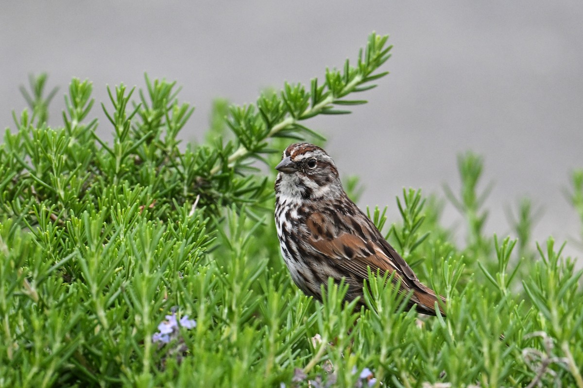 Song Sparrow - ML620449609