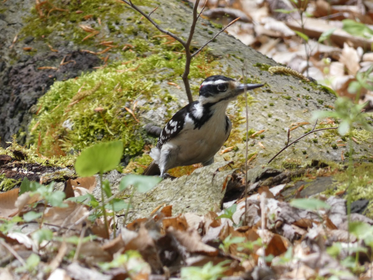 Hairy Woodpecker (Eastern) - Nicholas Sly