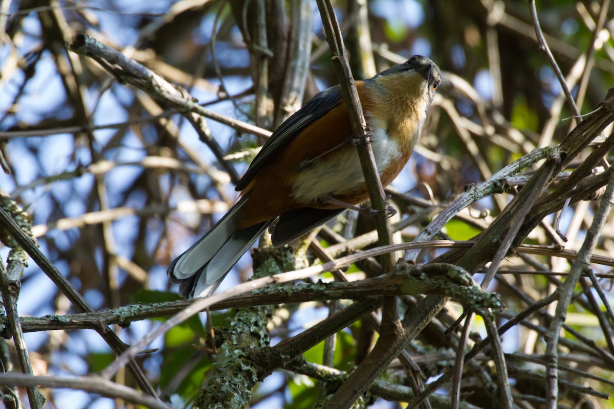 Buff-throated Warbling Finch - ML620449613