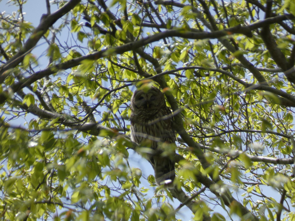 Barred Owl - ML620449615