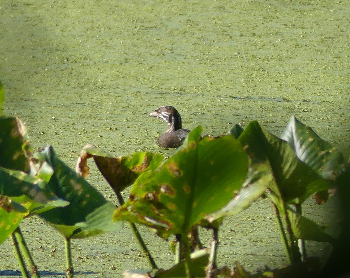 Pied-billed Grebe - ML620449621