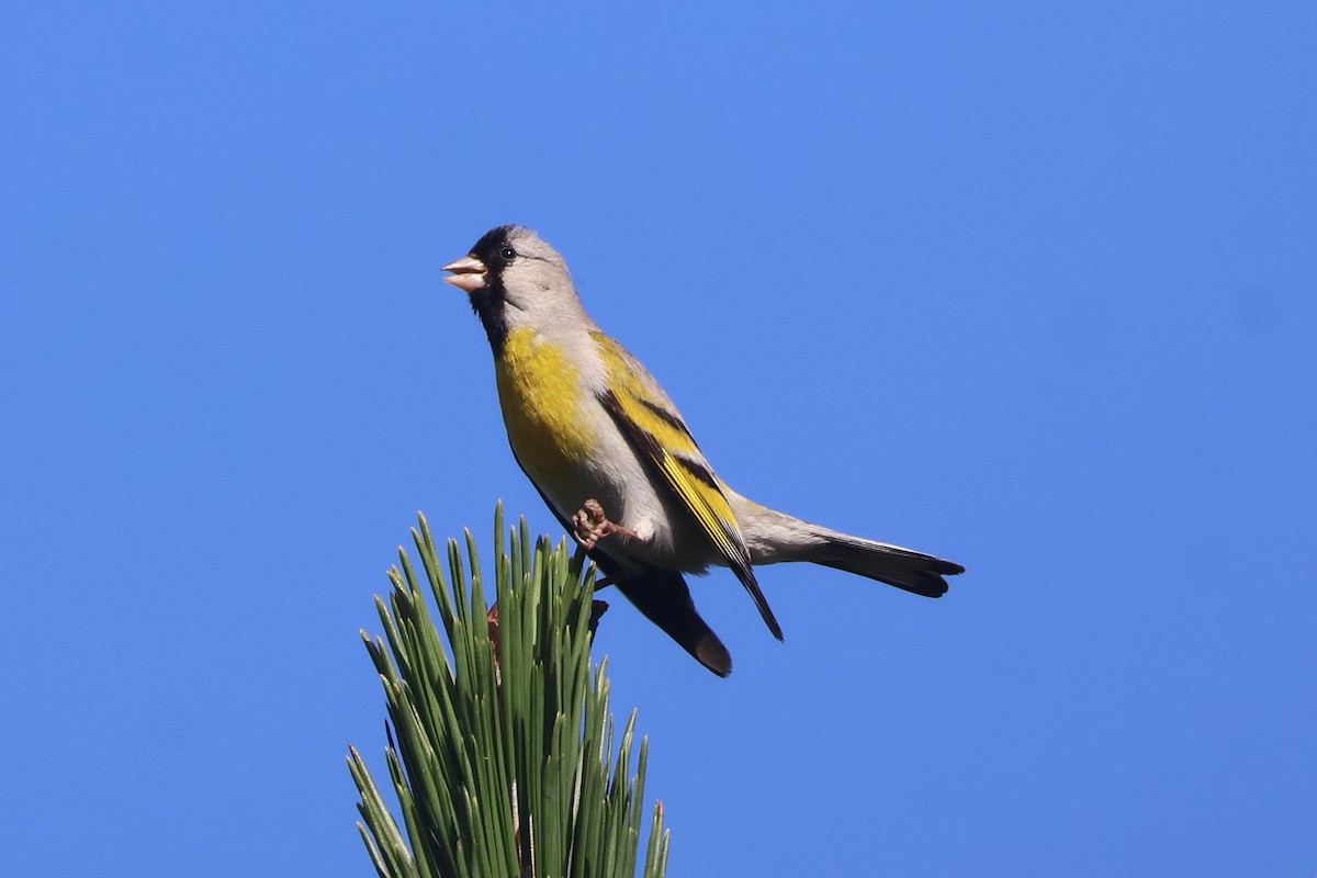 Lawrence's Goldfinch - ML620449638