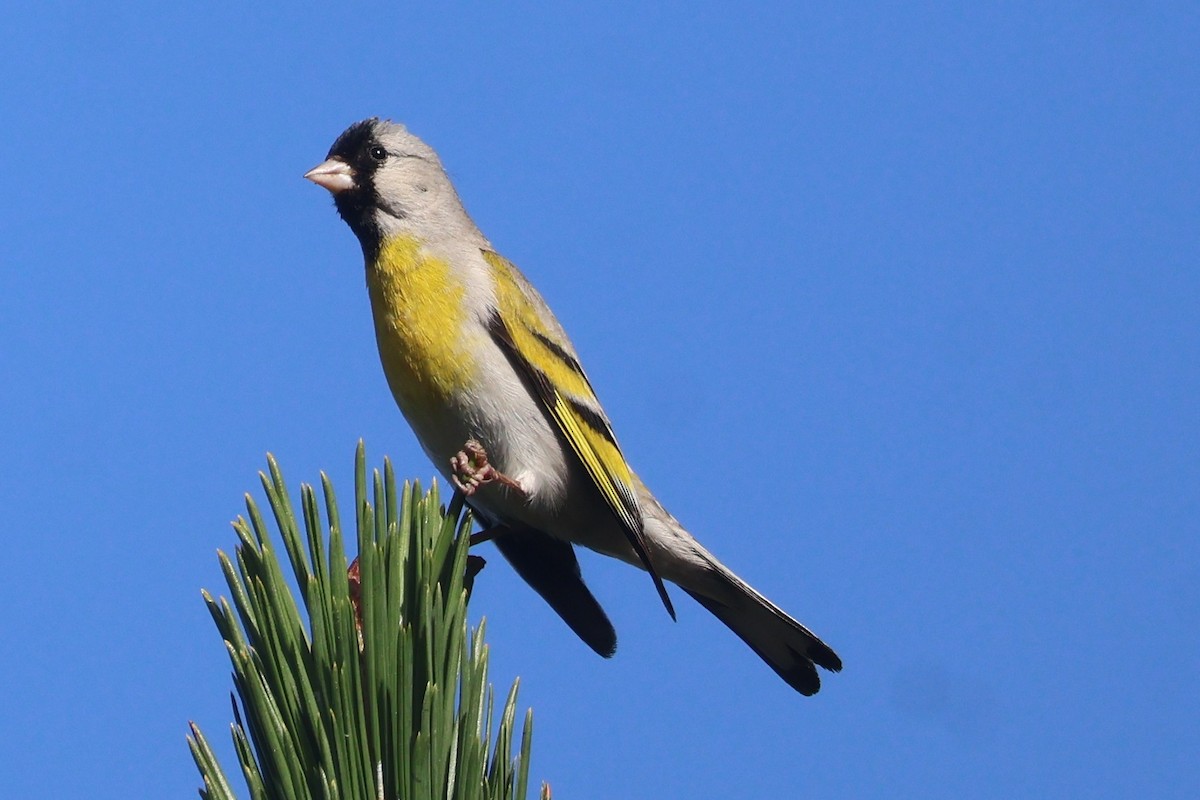 Lawrence's Goldfinch - ML620449642