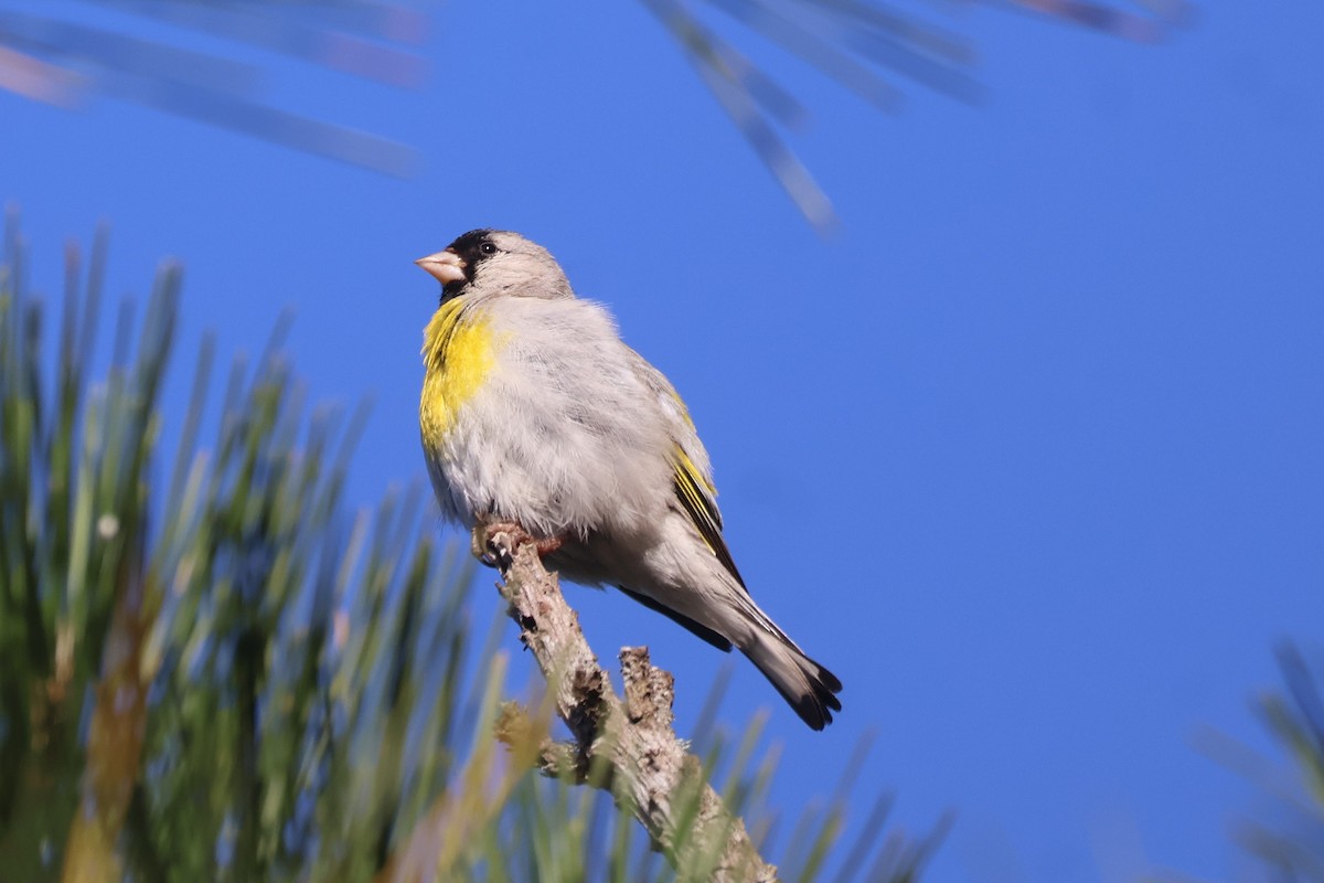 Lawrence's Goldfinch - ML620449647