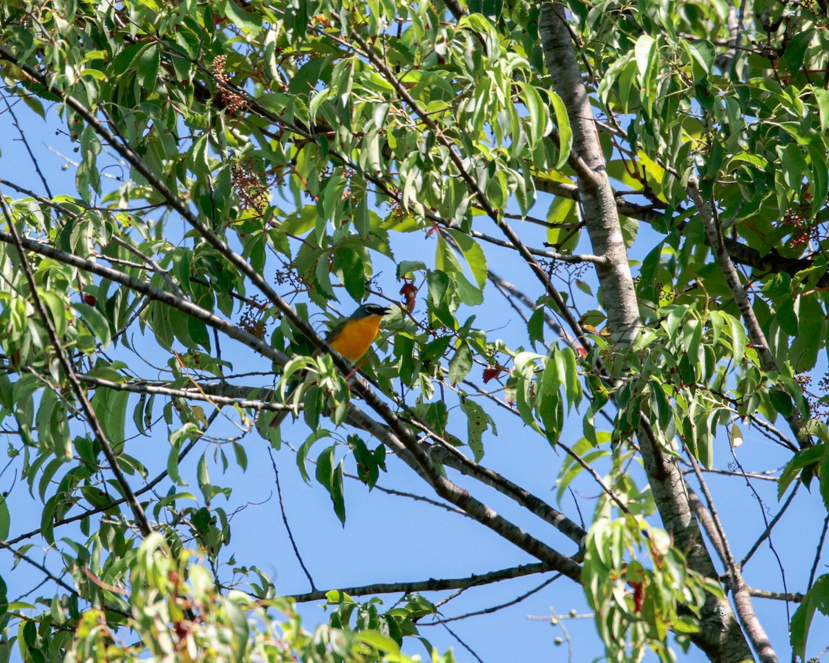 Yellow-breasted Chat (virens) - ML620449650