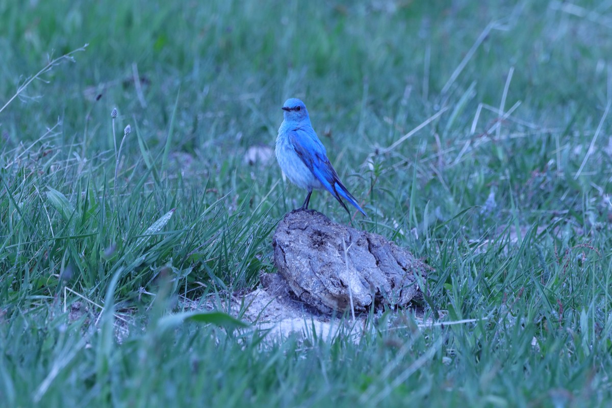 Mountain Bluebird - ML620449658