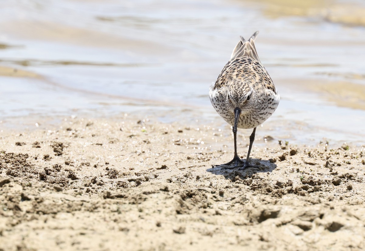 White-rumped Sandpiper - ML620449668