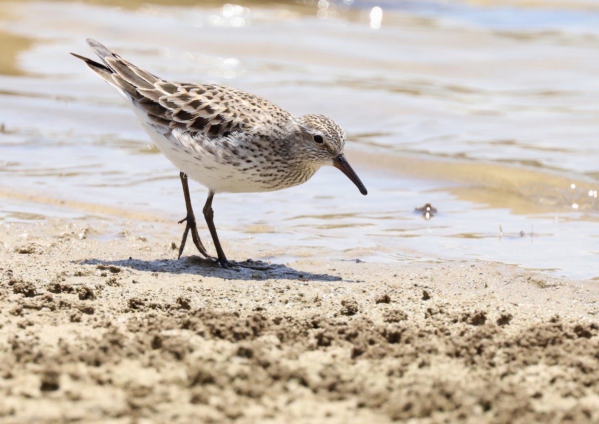 White-rumped Sandpiper - ML620449669