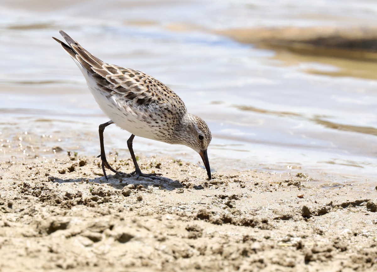 White-rumped Sandpiper - ML620449670