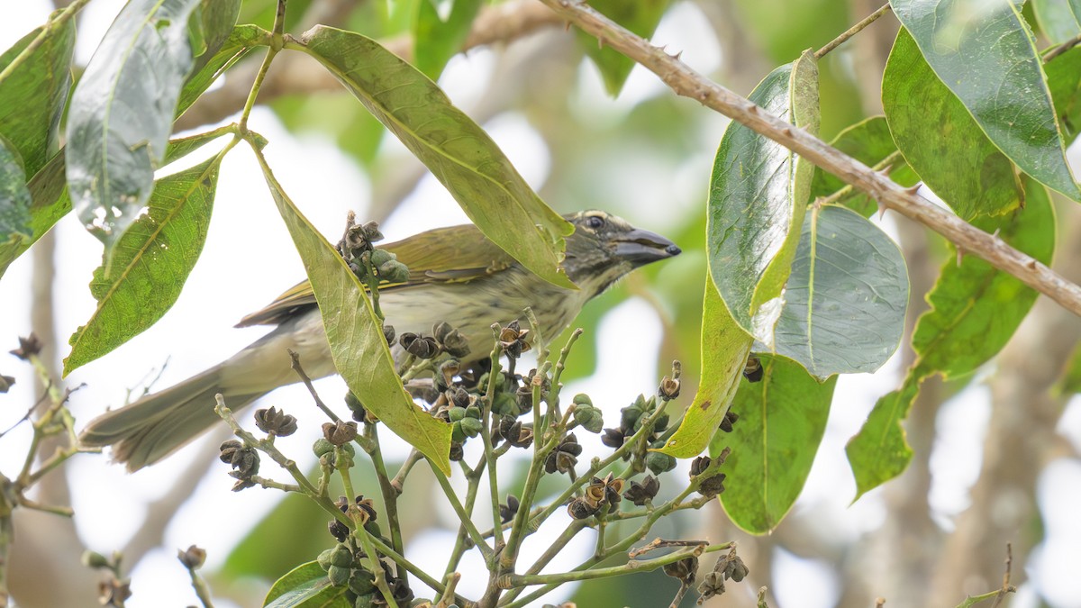 Streaked Saltator - ML620449687