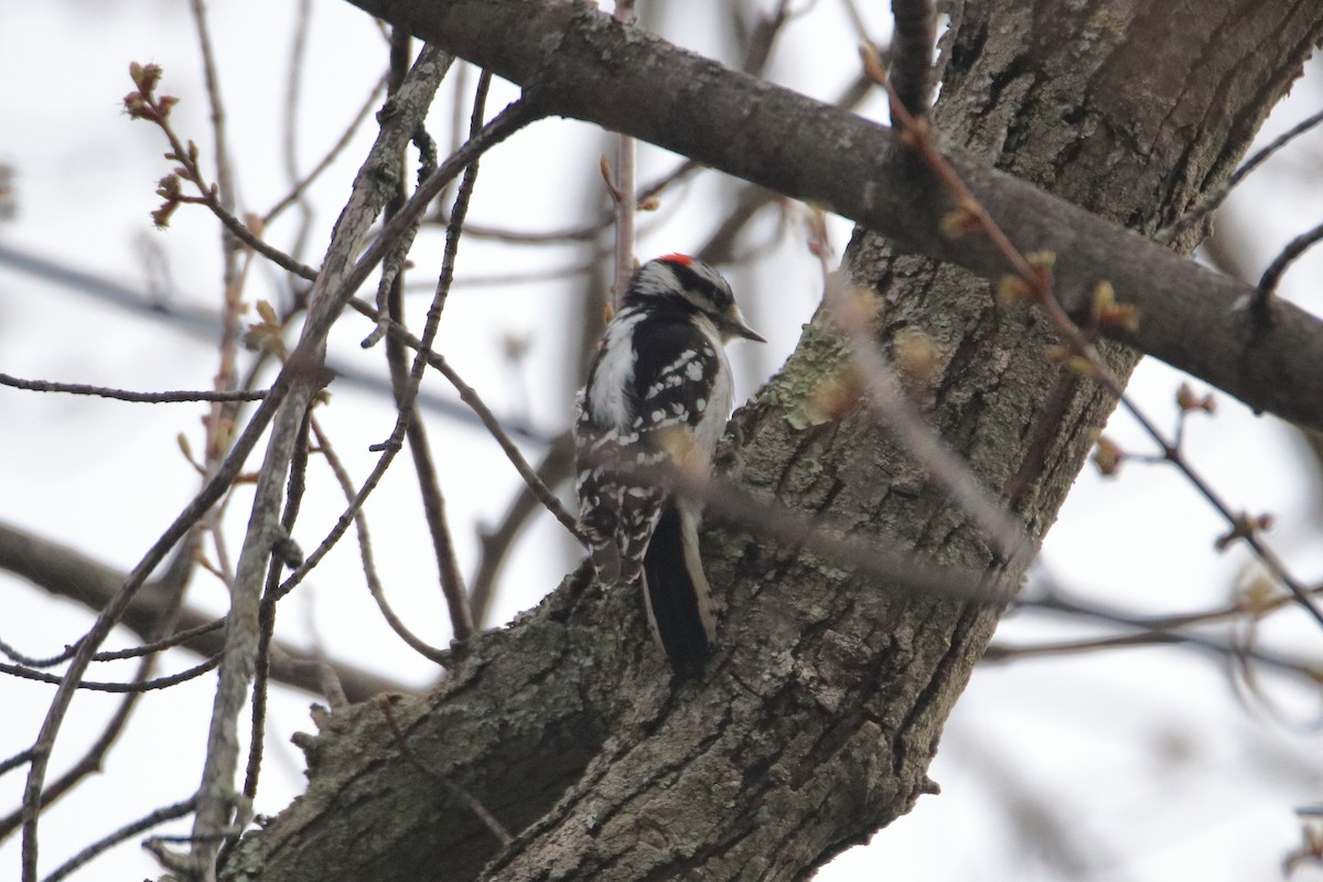 Downy Woodpecker (Eastern) - ML620449689