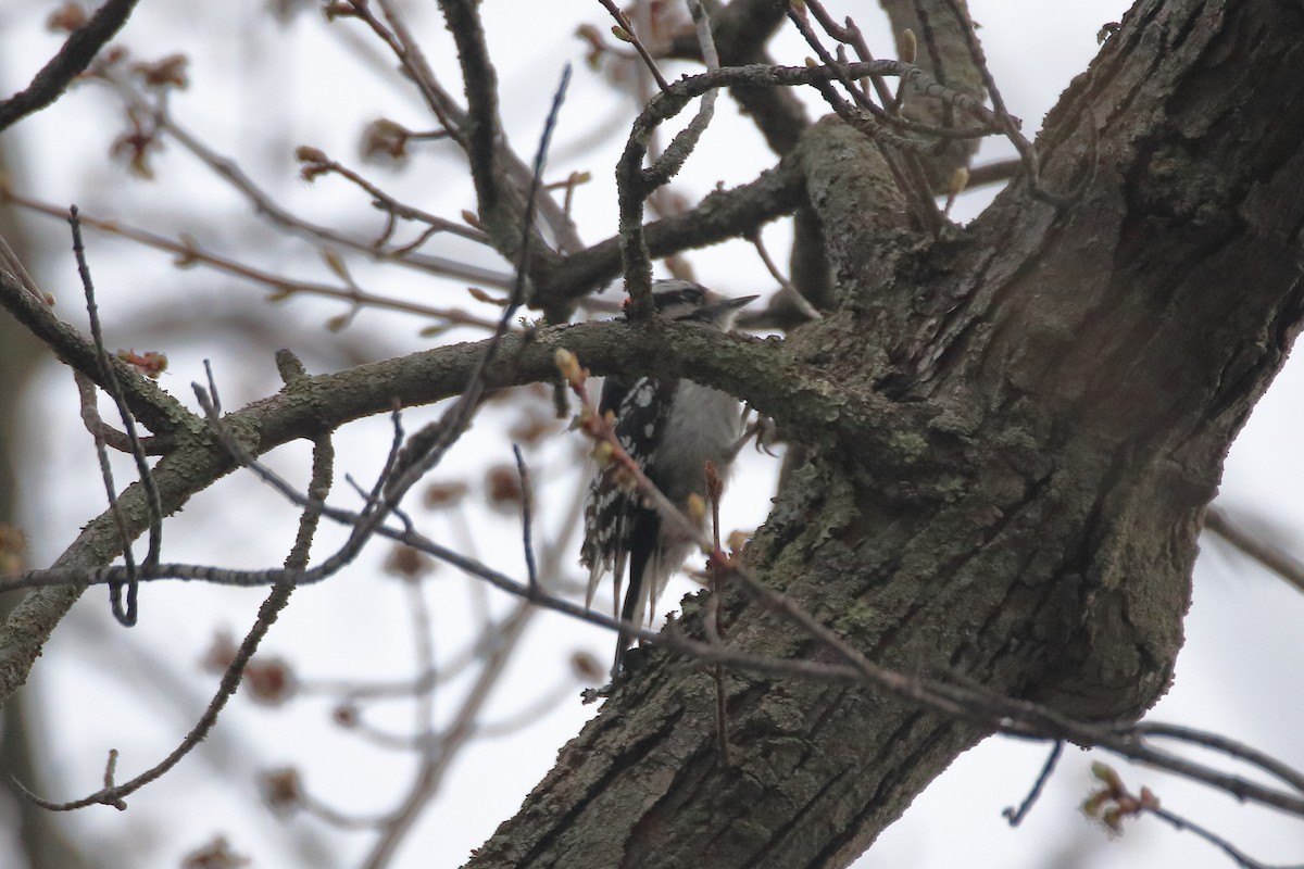 Downy Woodpecker (Eastern) - ML620449691