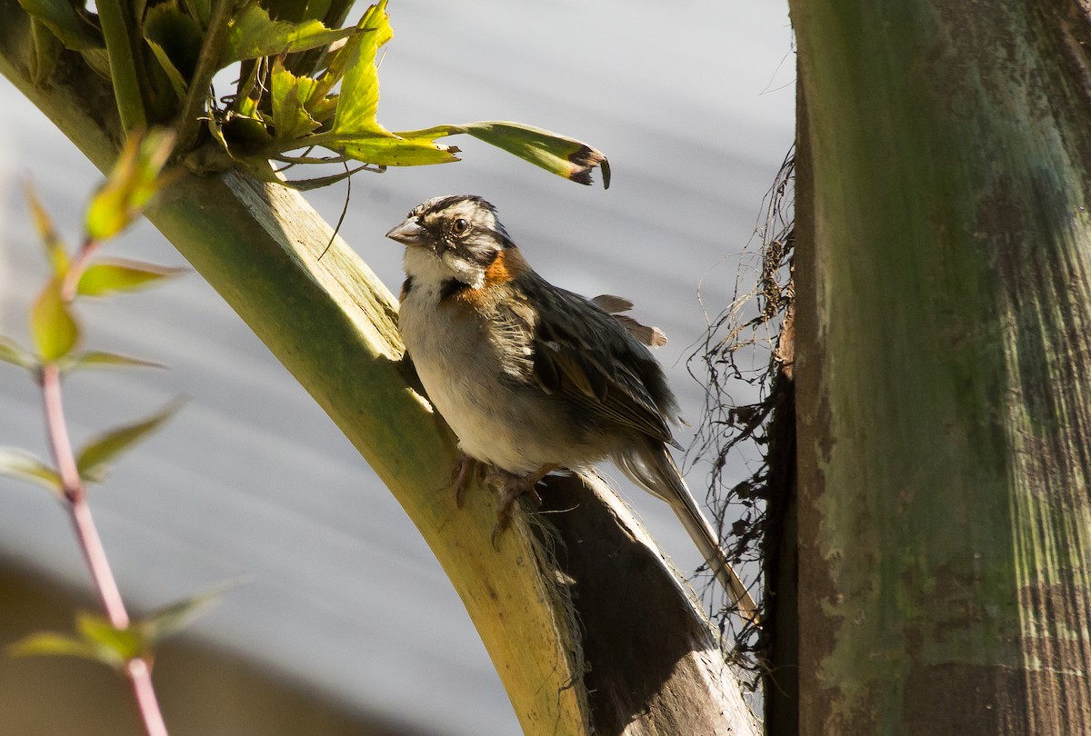 Rufous-collared Sparrow - Fábio HALLAIS